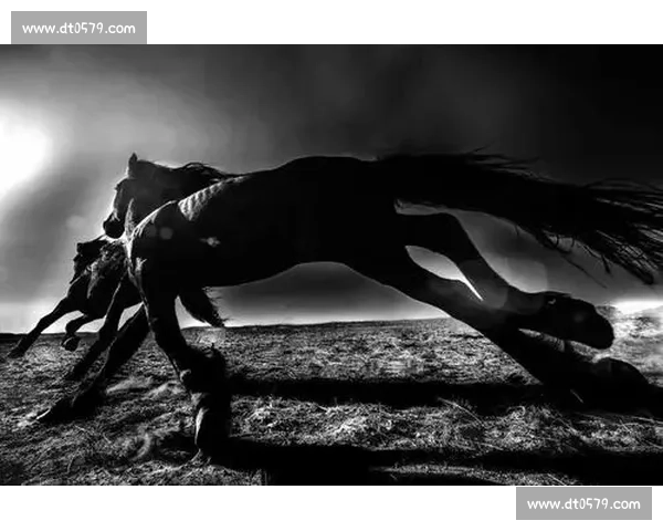 4 岁短途马 “构想所在” 退役，英联邦杯冠军生涯落幕